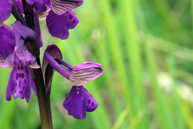 Orchidee della Majella